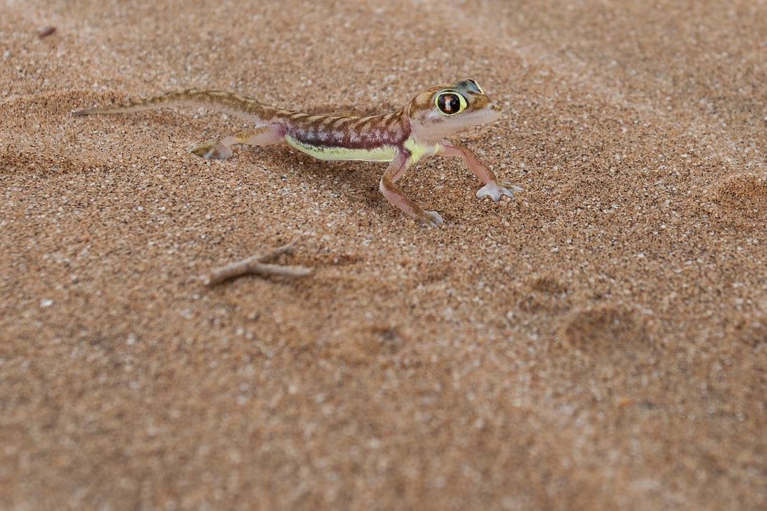 Schwimmflossengecko, Wüstengecko, Namibgecko, Dorob Nationalpark, Swakopmund, Namibia