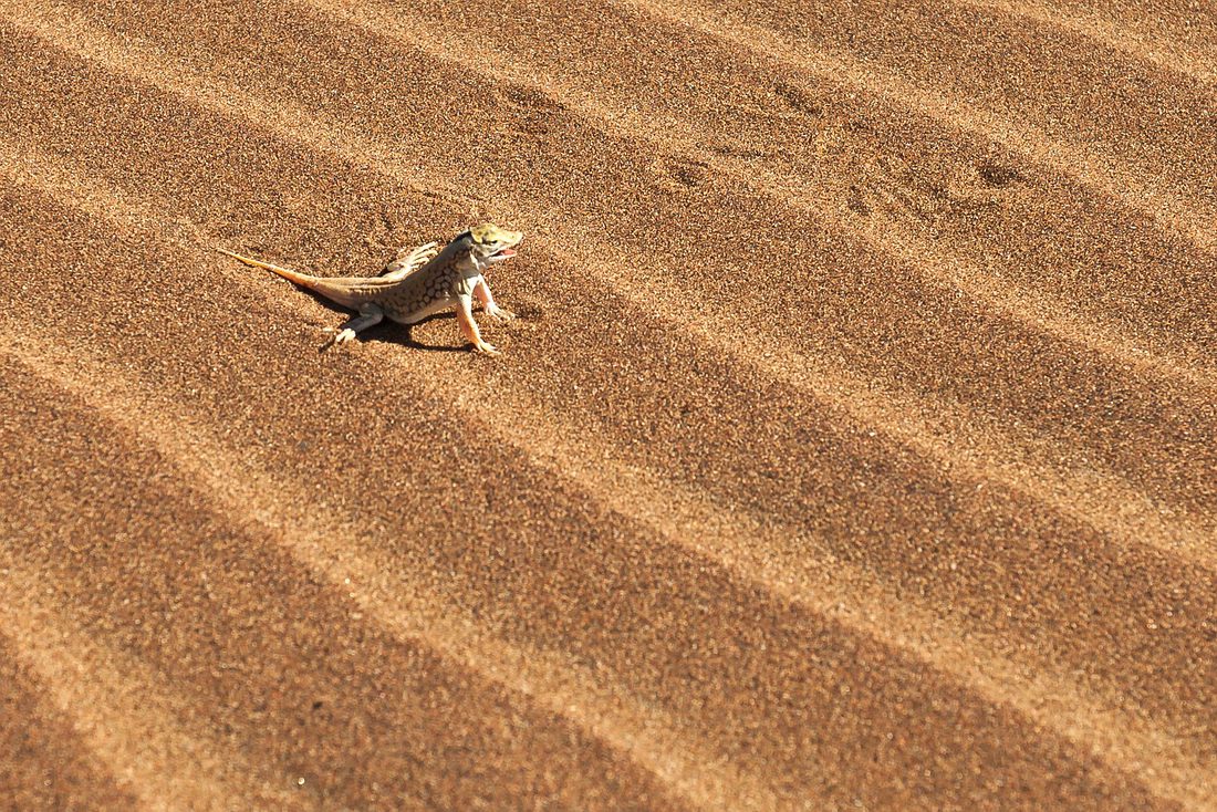 Wüsteneidechse, Dorob Nationalpark, Swakopmund, Namibia