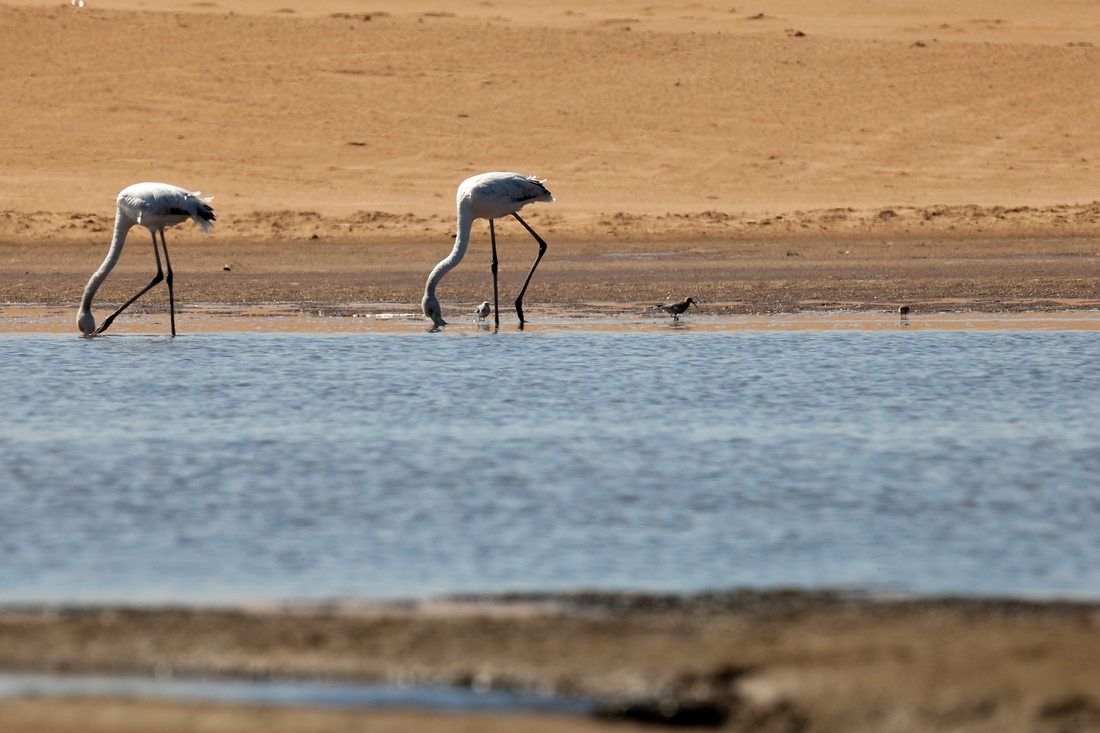 Flamingo Walvis Bay