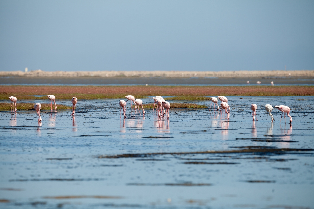 Flamingo, Walvis Bay, Swakopmund, Namibia