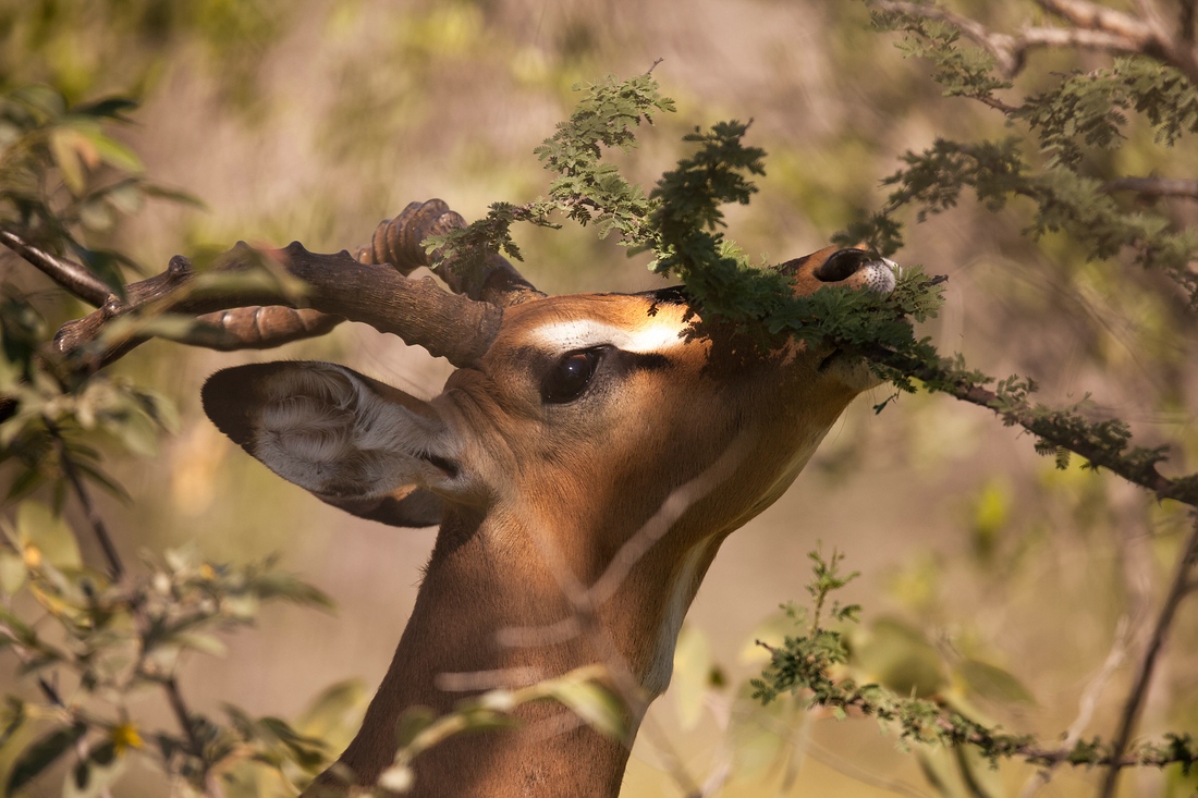 Springbock, Etosha Nationalpark