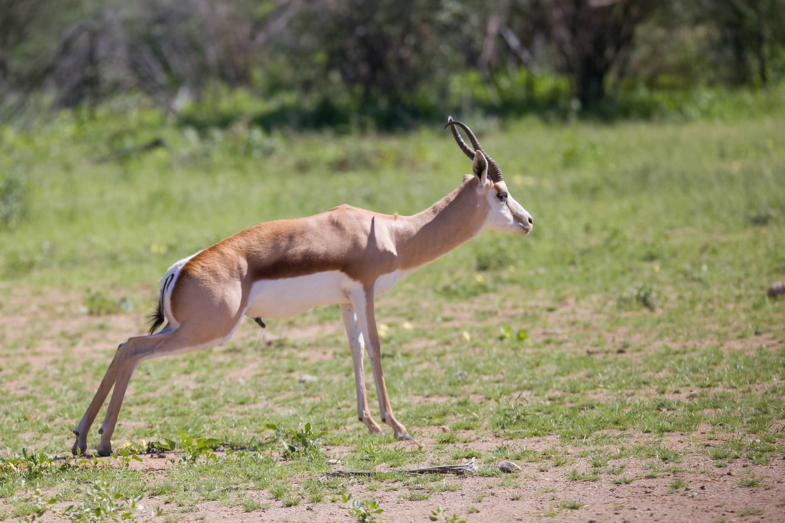 Impala, Etosha Nationalpark