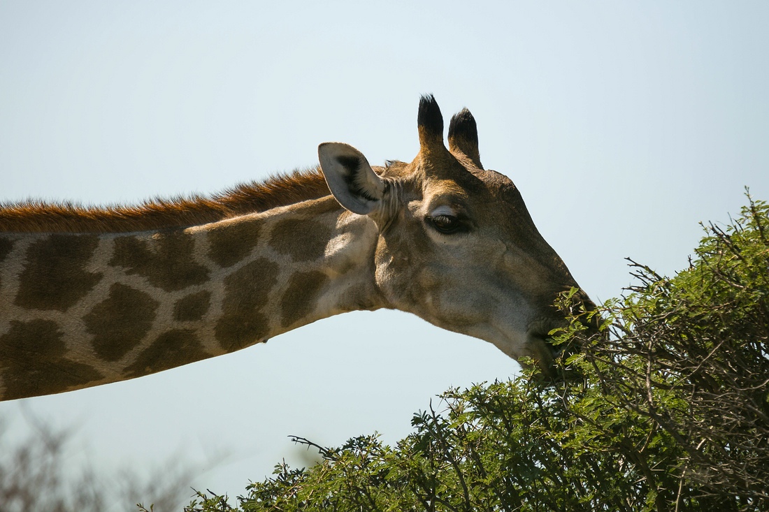 Giraffe, Etosha Nationalpark