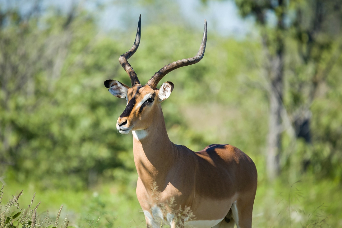 Schwarzgesicht Impala, Namibia