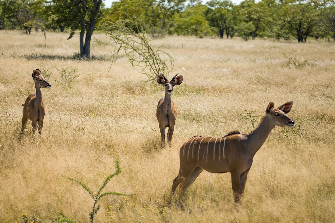 Etosha Nationalpark, Namibia, Kudu