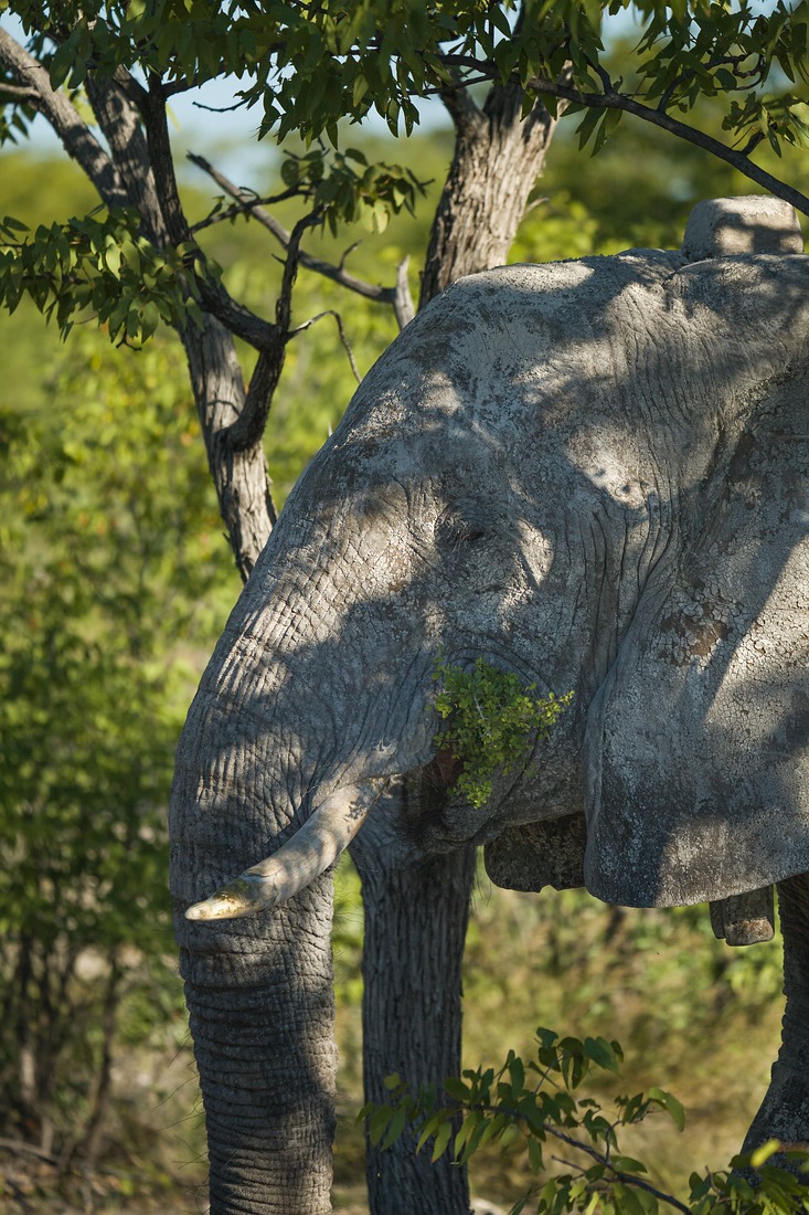 Elefant, Namibia