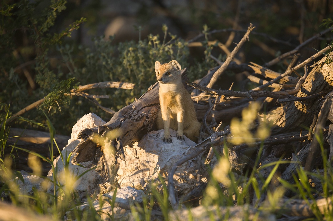 Fuchsmanguste, Namibia