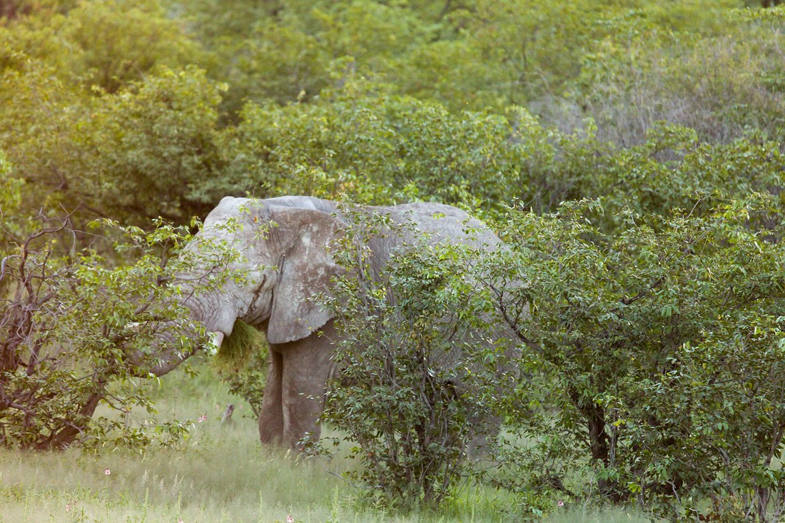 Elefant Halali