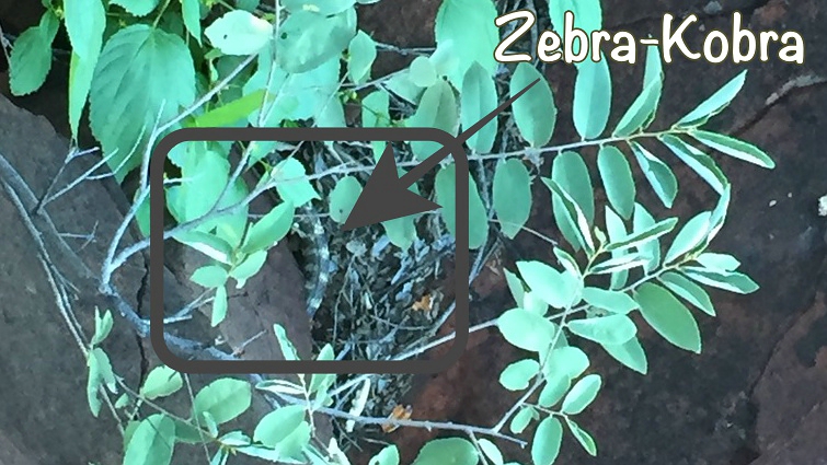 Zebra Kobra, Waterberg